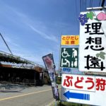 介護付き旅行サービス東京さんぽで行くぶどう狩り