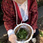 介護付き旅行サービス東京さんぽで行く茶摘み