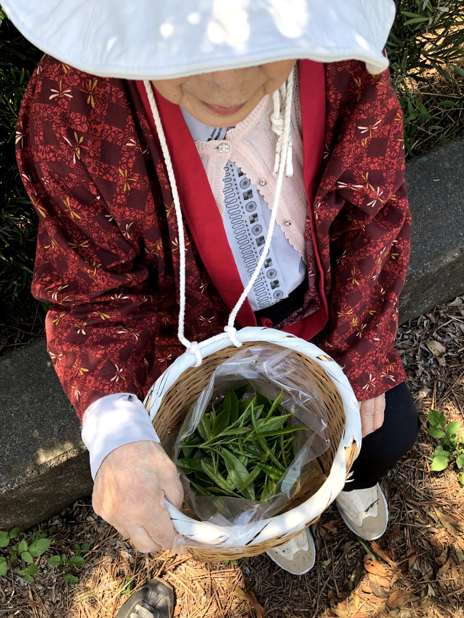 介護付き旅行サービス東京さんぽで行く茶摘み