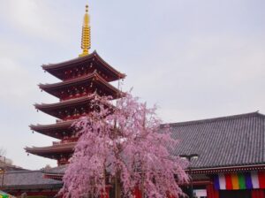 介護付き旅行サービス東京さんぽで行く浅草のお花見