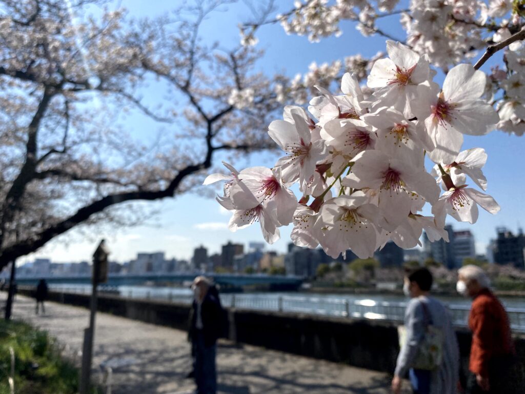 介護付き旅行サービス東京さんぽで行く隅田川のお花見