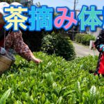 車椅子で行く茶摘み体験