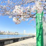 東京桜さんぽ