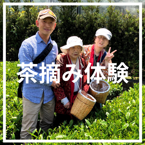 東京さんぽで茶摘み体験